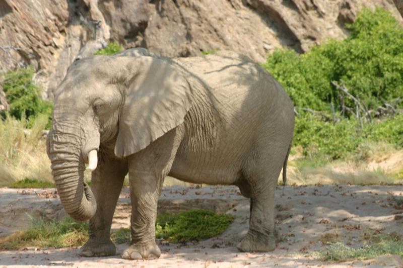 Fort Sesfontein Lodge & Safaris Екстериор снимка